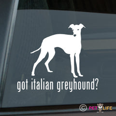 Italian Greyhound