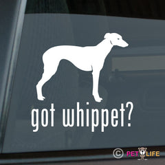 Whippet