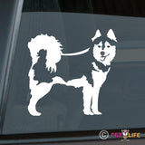 Alaskan Klee Kai Sticker