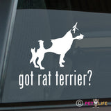 Got Rat Terrier Sticker