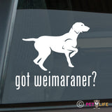 Got Weimaraner Sticker